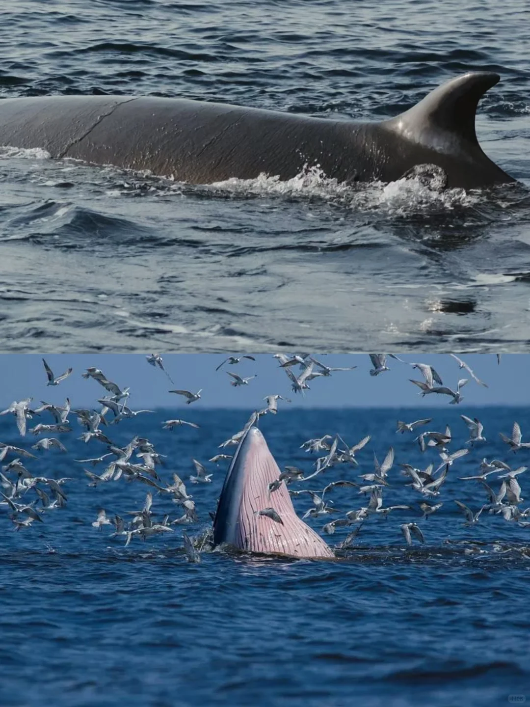 12月再来涠洲岛出海看鲸鱼🐳吧