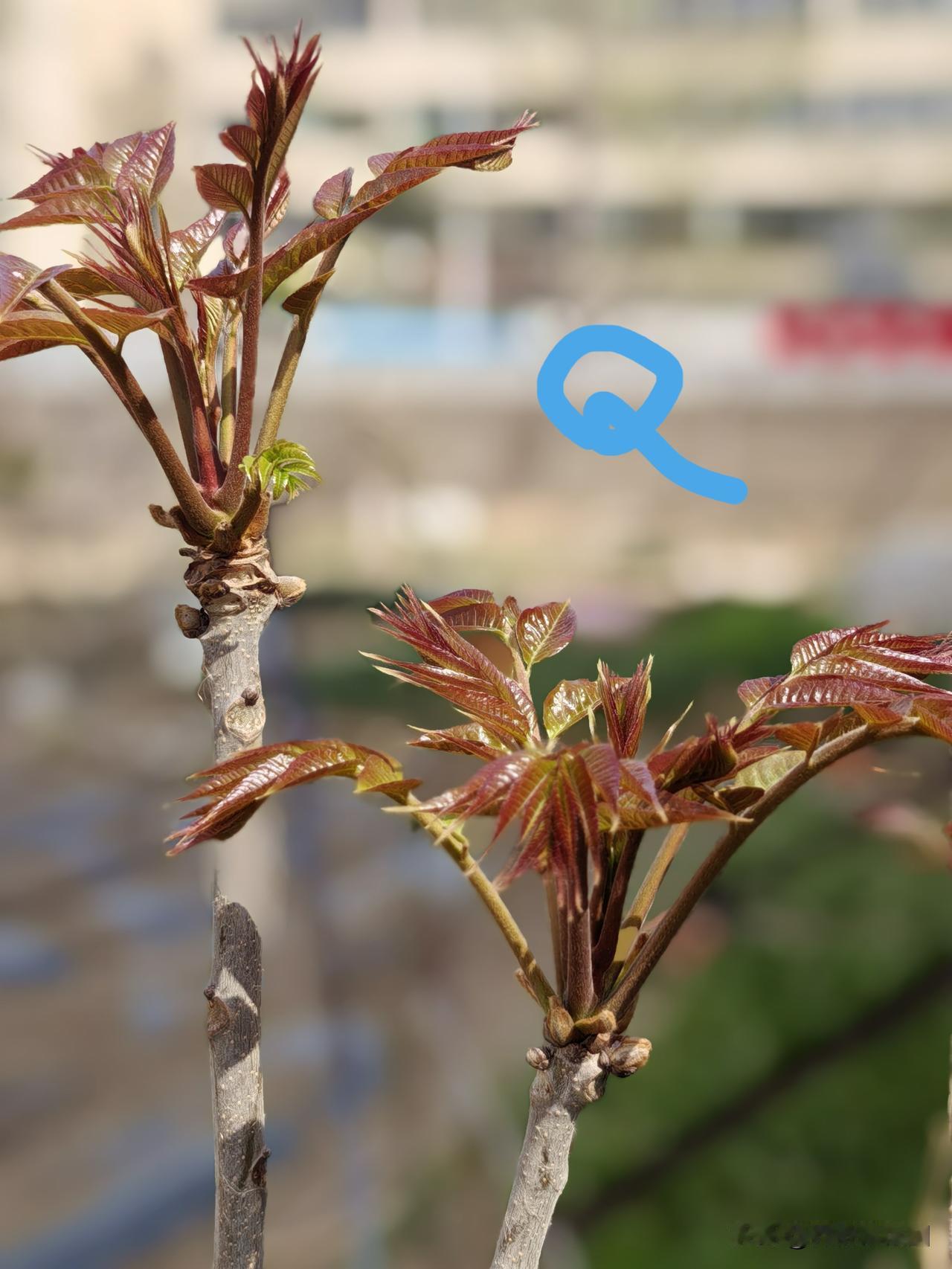 一个重要判断标准，顶端一束叶芽全部直立没耷拉时，如下面第一幅图片上的样子，最嫩。