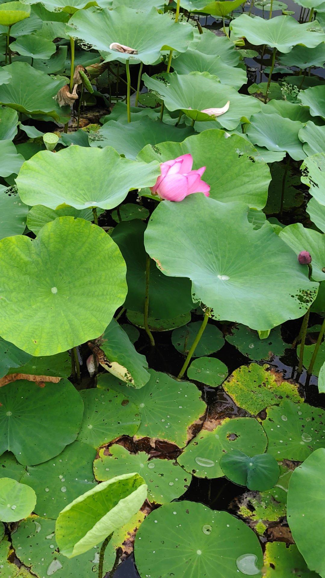 看一看荷花🪷 