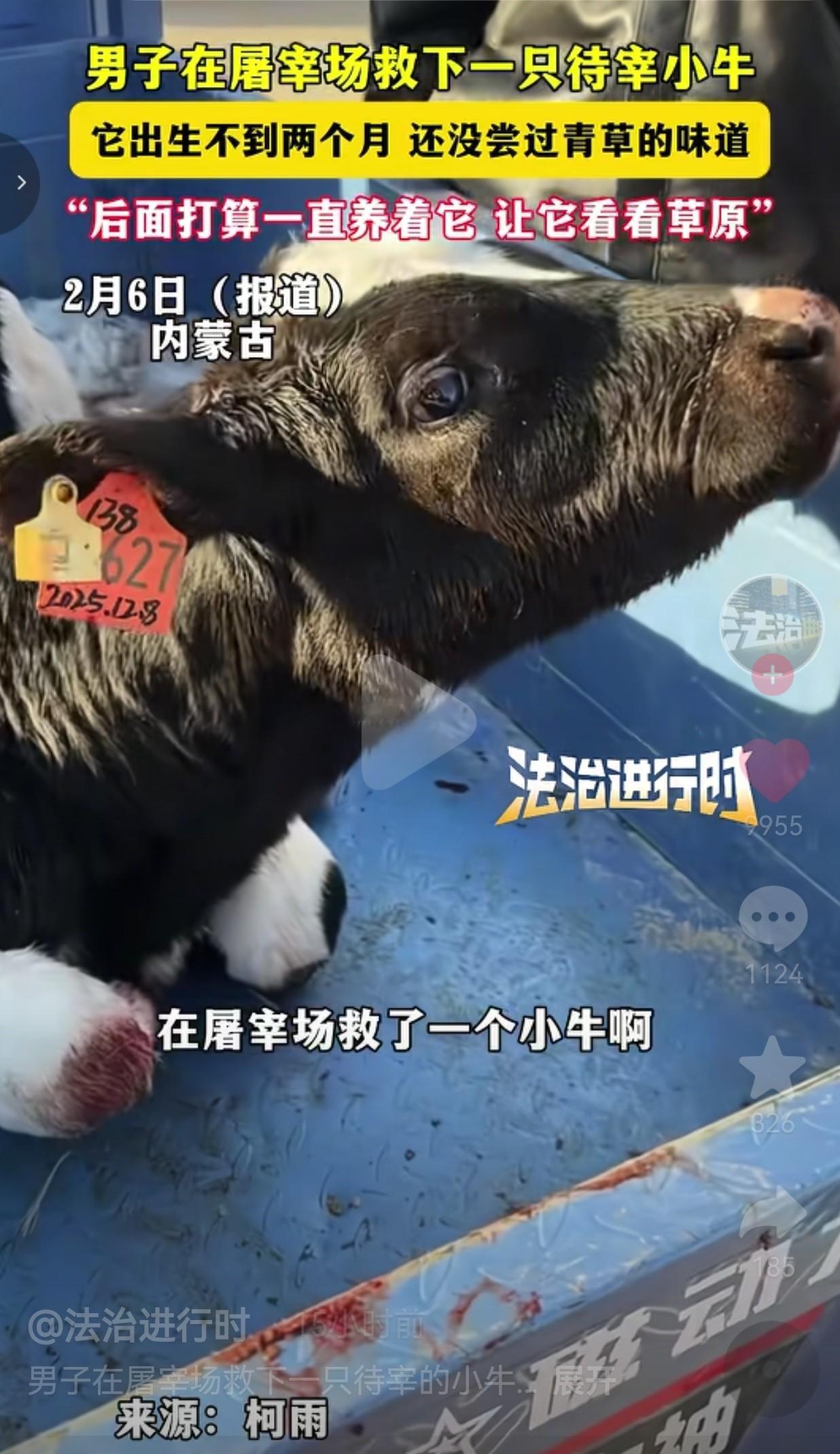 80斤小牛被拉到屠宰场，

1200元买下它，

开春带它看草原。

昨天刷到个