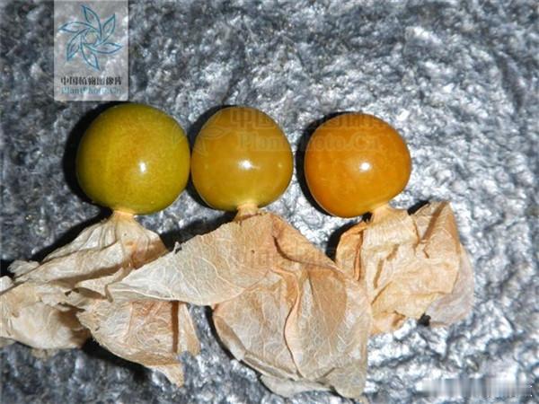 老式水果为何消失了81万热度引发全网怀旧潮！拐枣、灯笼果、八月瓜...这些童年水