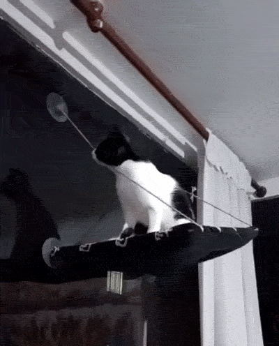 好奇心害死猫 ​​​