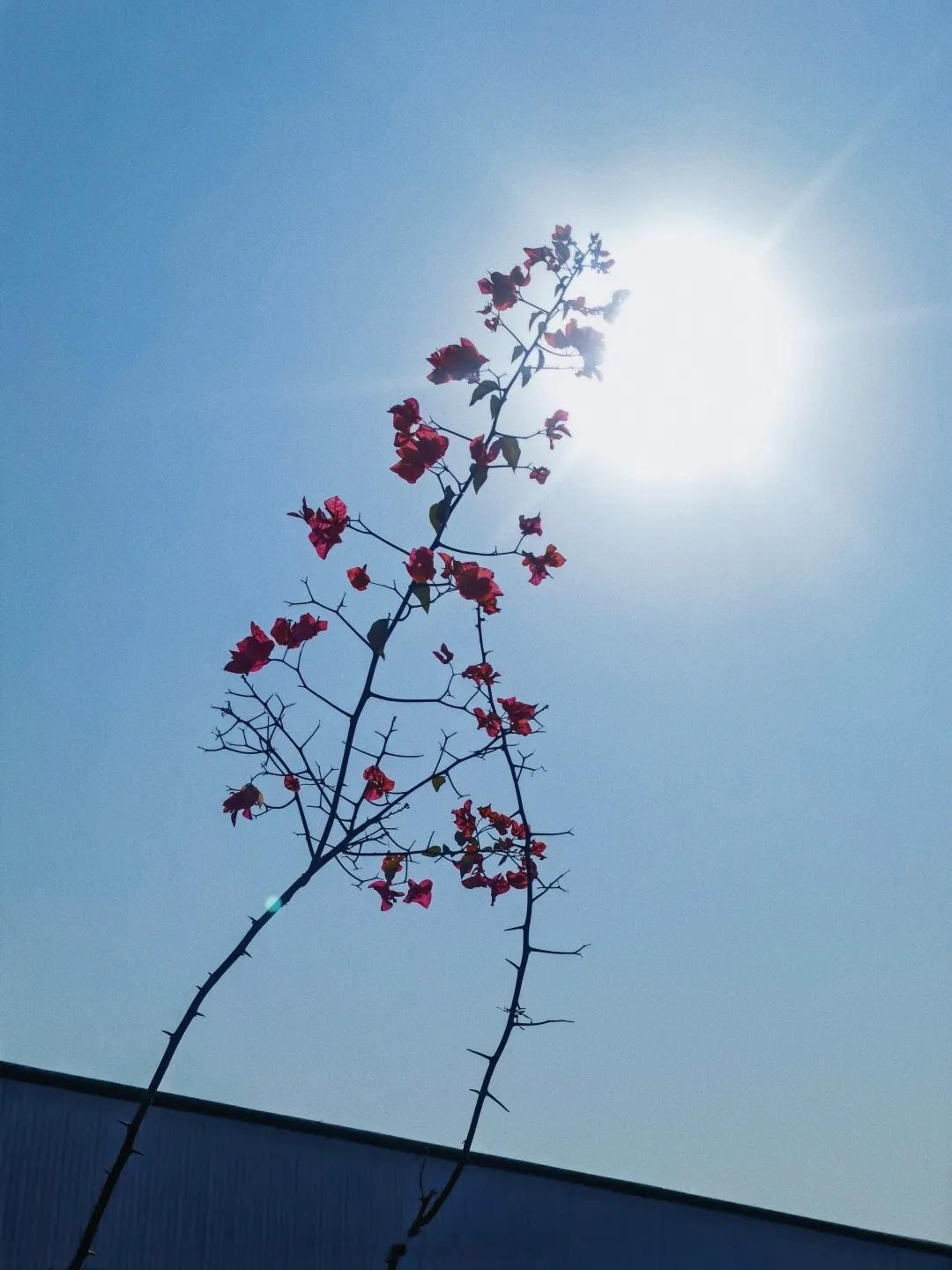 白天晒足太阳，晚上睡眠真的深层，一见到大天亮，半夜不醒[太开心][太开心][太开