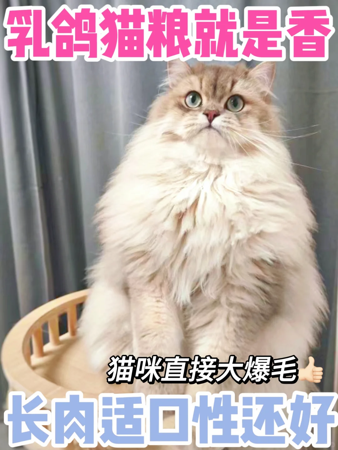 乳鸽猫粮就是香！不仅长肉适口性还嘎嘎好～