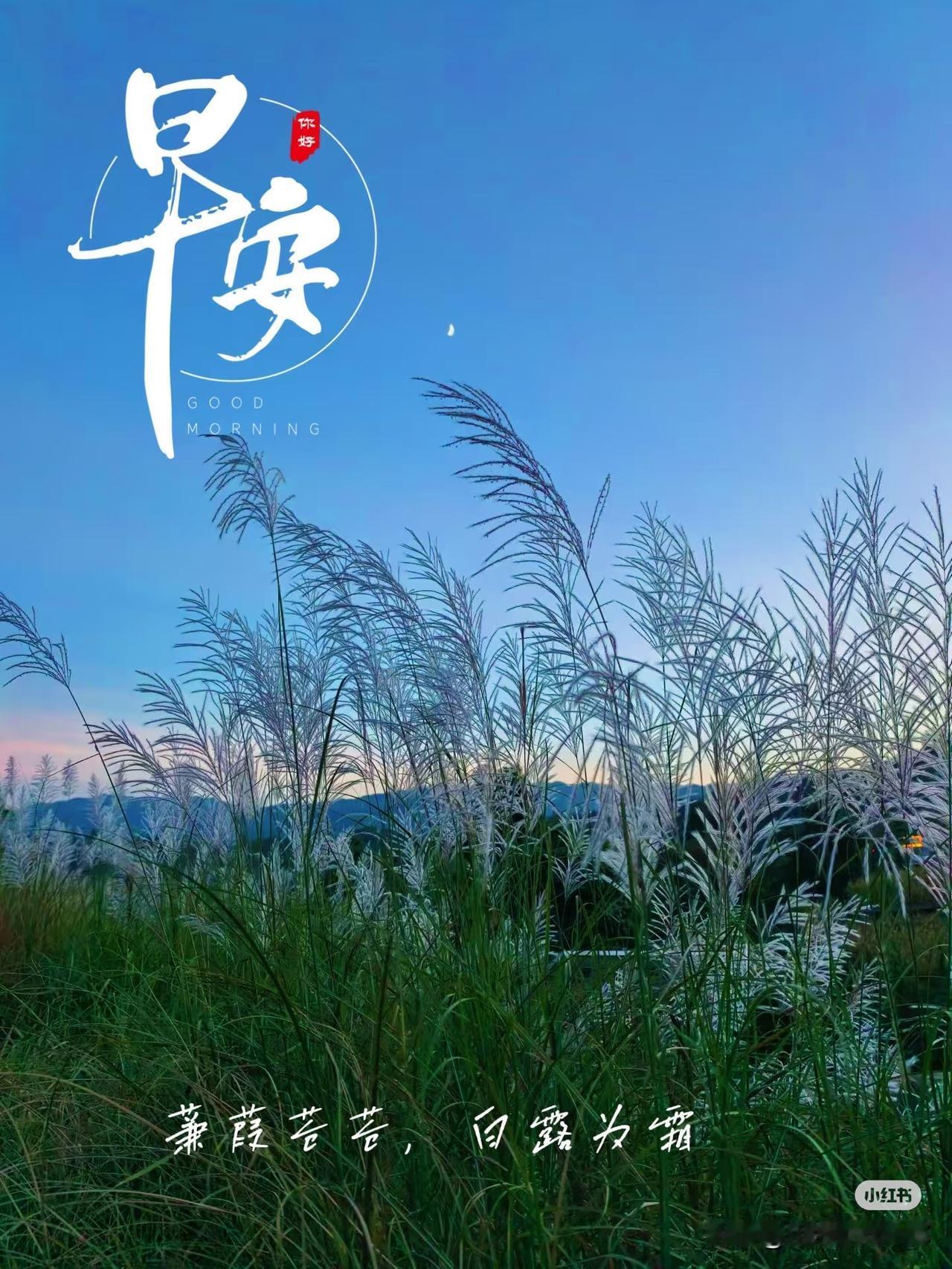 清晨的草地，好宁静美好。