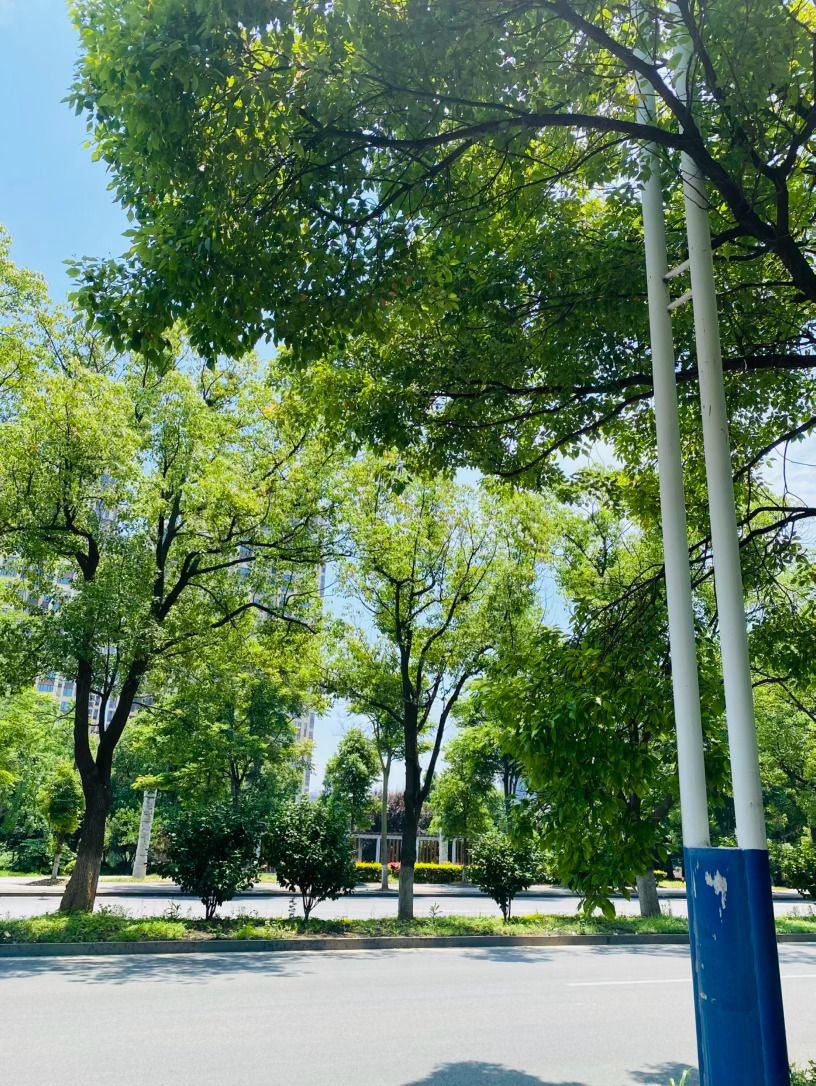 生活手记记录真实生活摄影摄影摄影 樟荫漫道，盛夏清欢初夏的风掠过城市街巷，最动人