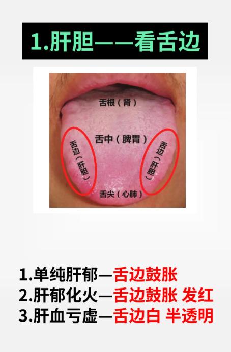 舌边、舌尖、舌中、舌根，分别对应哪些脏腑？