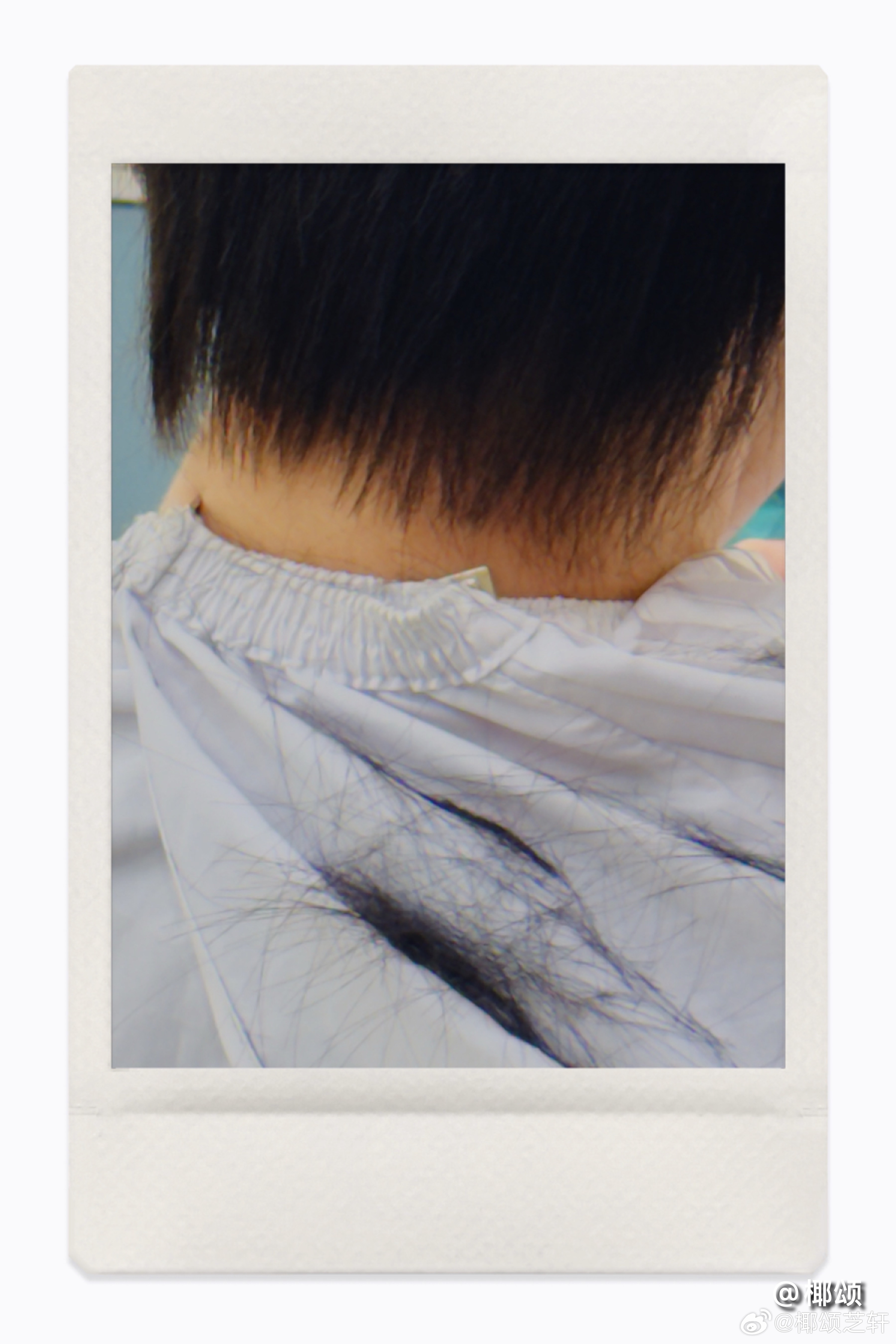 短毛小狗 ​​​