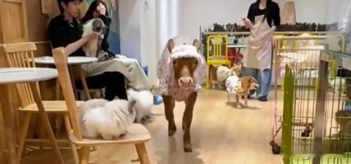 西安牛咖走红:牛、狐狸等轮流上班

近日，西安一家“牛咖”咖啡店火了，跟流行的猫