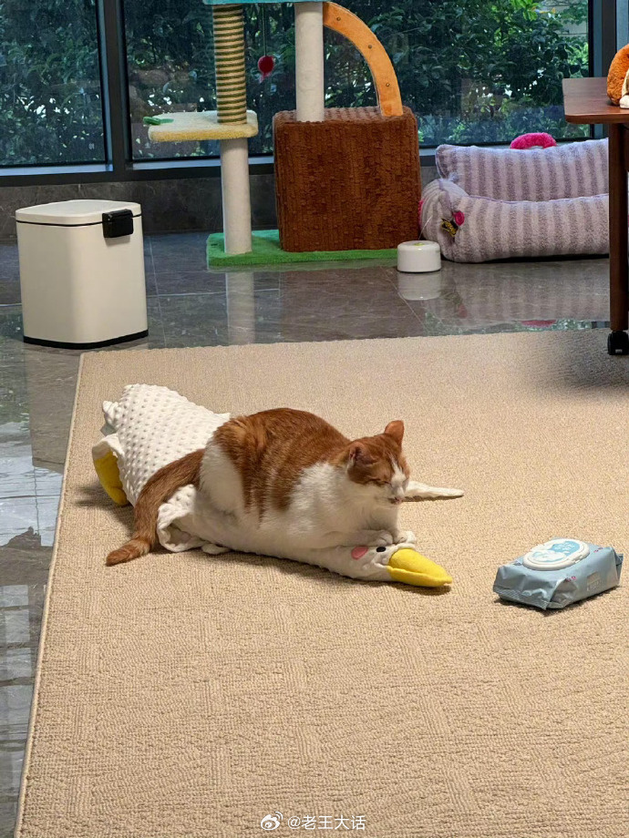 昔猫已乘黄鹤去 ​​​