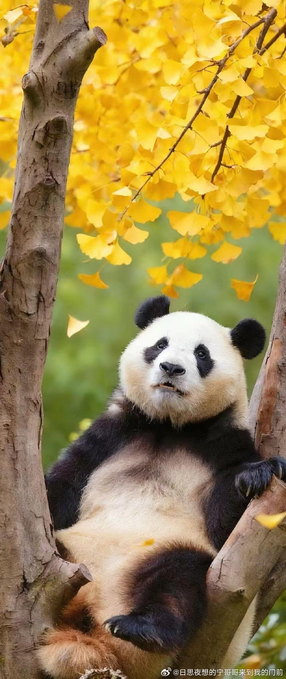 不是我爱熬夜，而是黑夜需要我这颗璀璨的星，晚安 