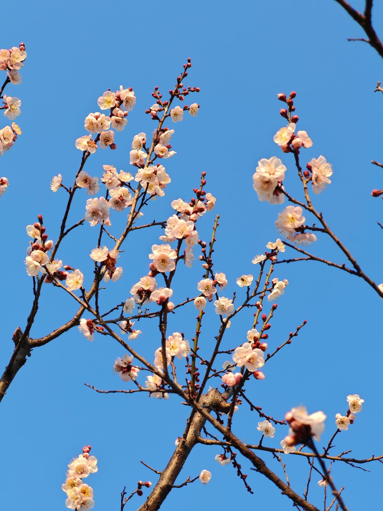 晒图笔记大赛今天寒风凛冽，气温骤降，想念前几天温暖如春的好天气，在武汉市马鞍山森