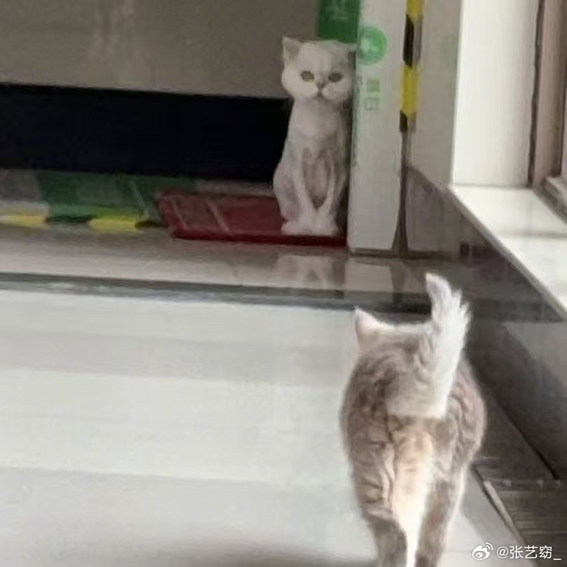 白鹿不敢认猫白鹿这真的是我的猫吗哈哈哈哈我笑吐了这这谁敢认 
