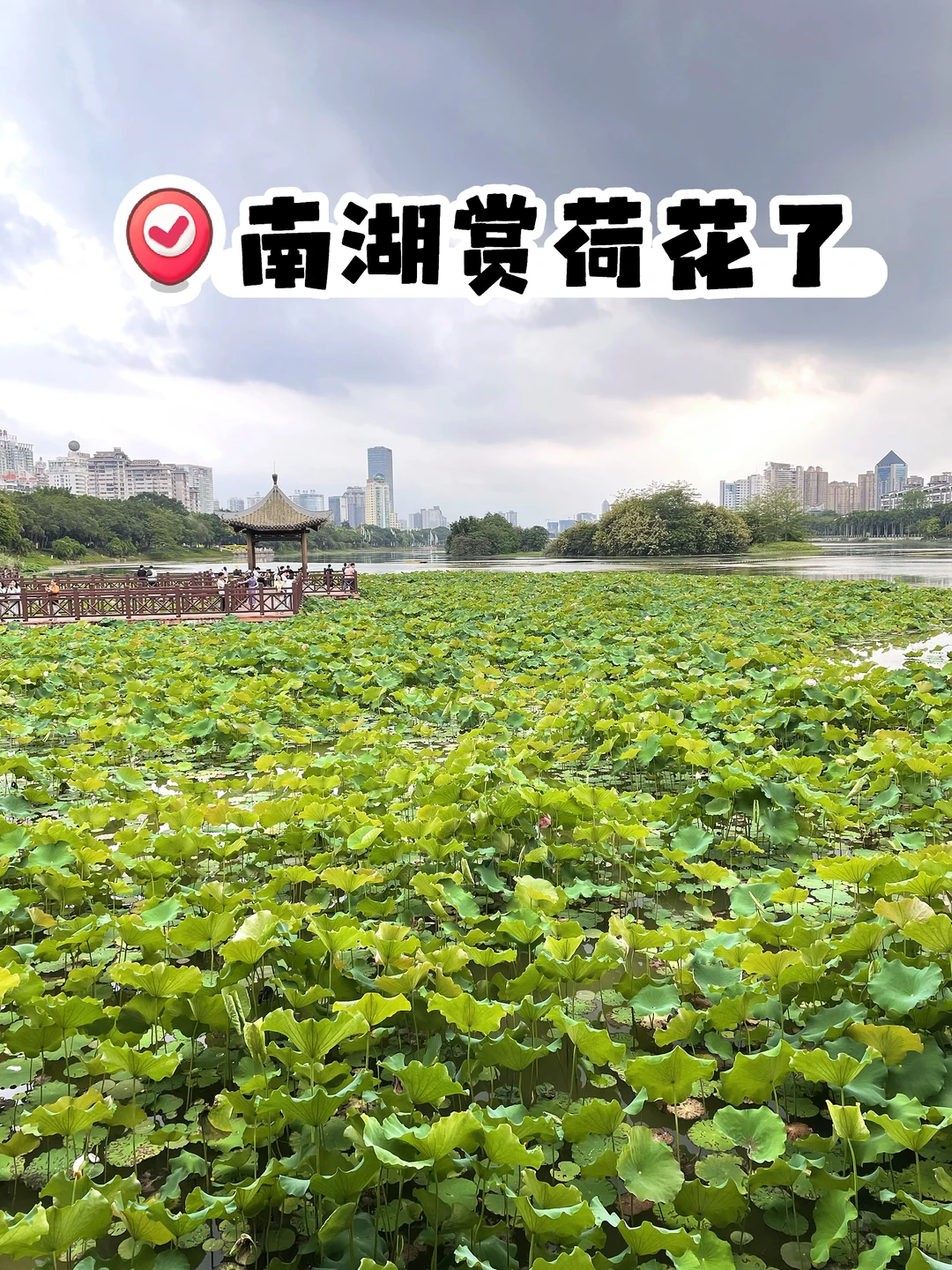 又可以南湖赏荷花了，快去南湖溜达吧📸