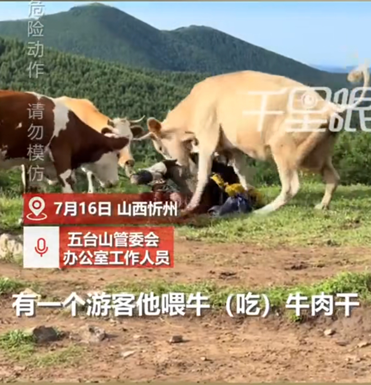 “给牛喂牛肉干，还打牛屁股”活该被围攻啊！[卡皮巴拉][卡皮巴拉][卡皮巴拉]五