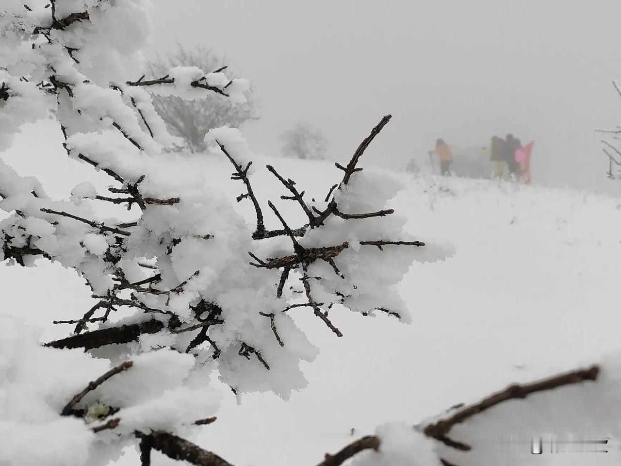 立春后的雪
就是春雪吧
这雨水
高山接纳
遂为雪山