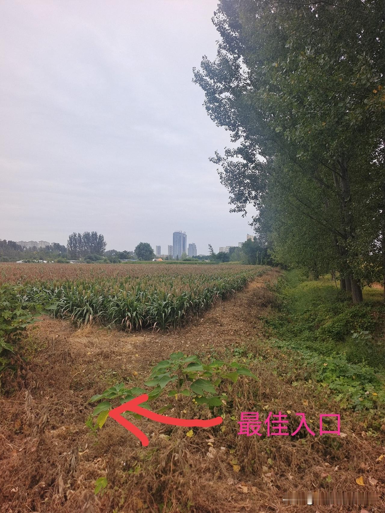 专程来红高粱地拍抖音，被一小片杂草难住了

今天在路上散步，走在玉米地旁边的慢车