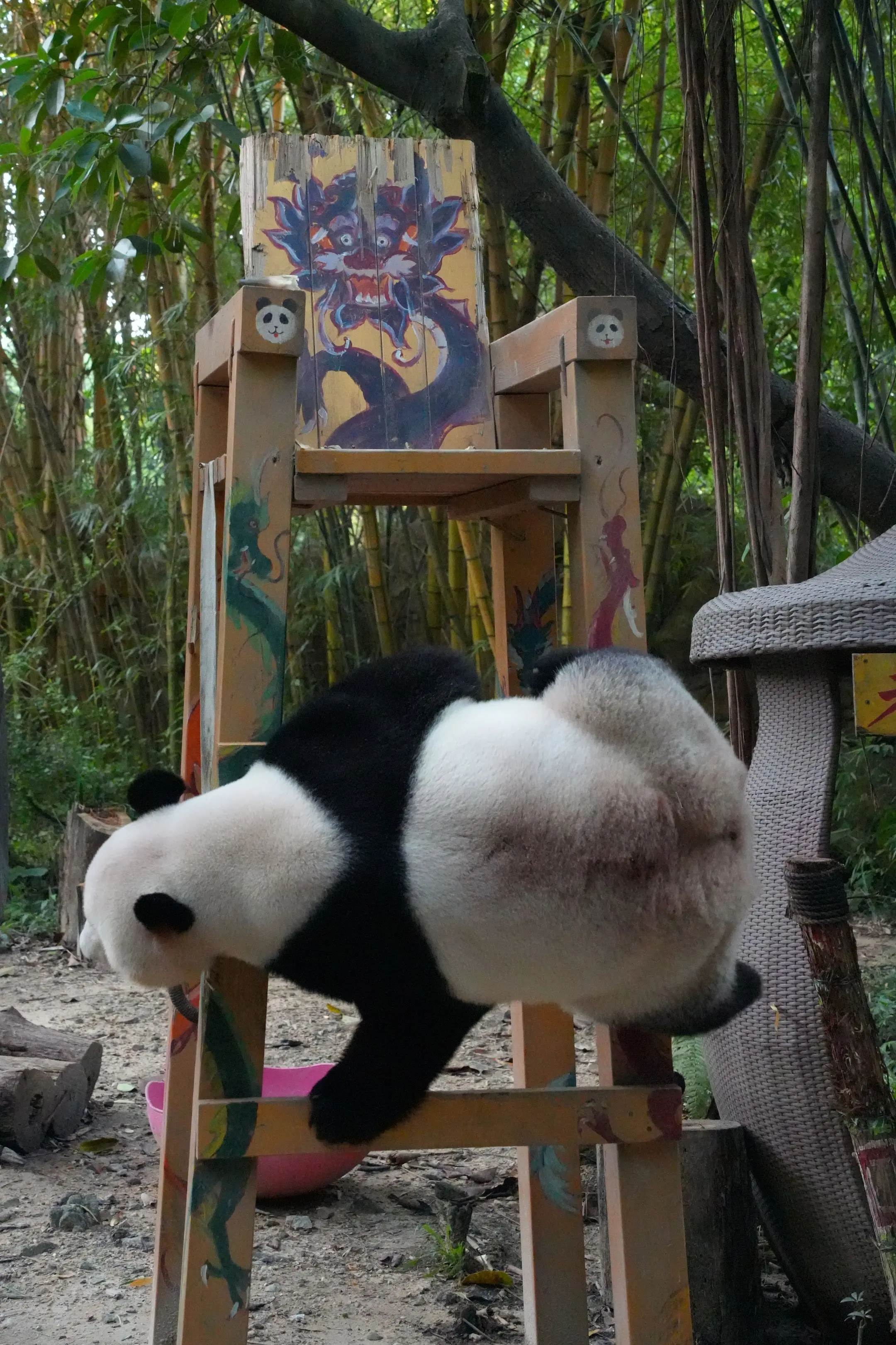 看图片猜熊猫。