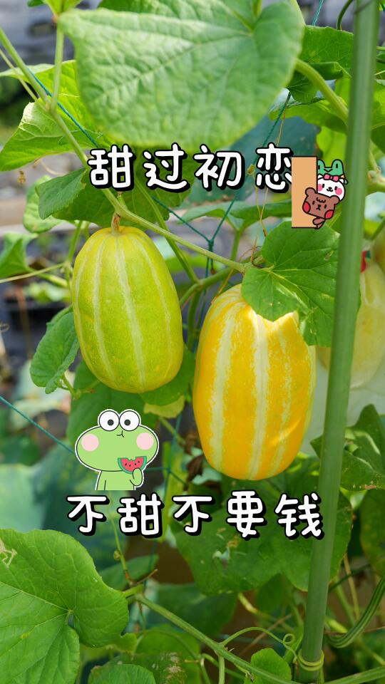 甜过初恋，馋哭隔壁小孩～