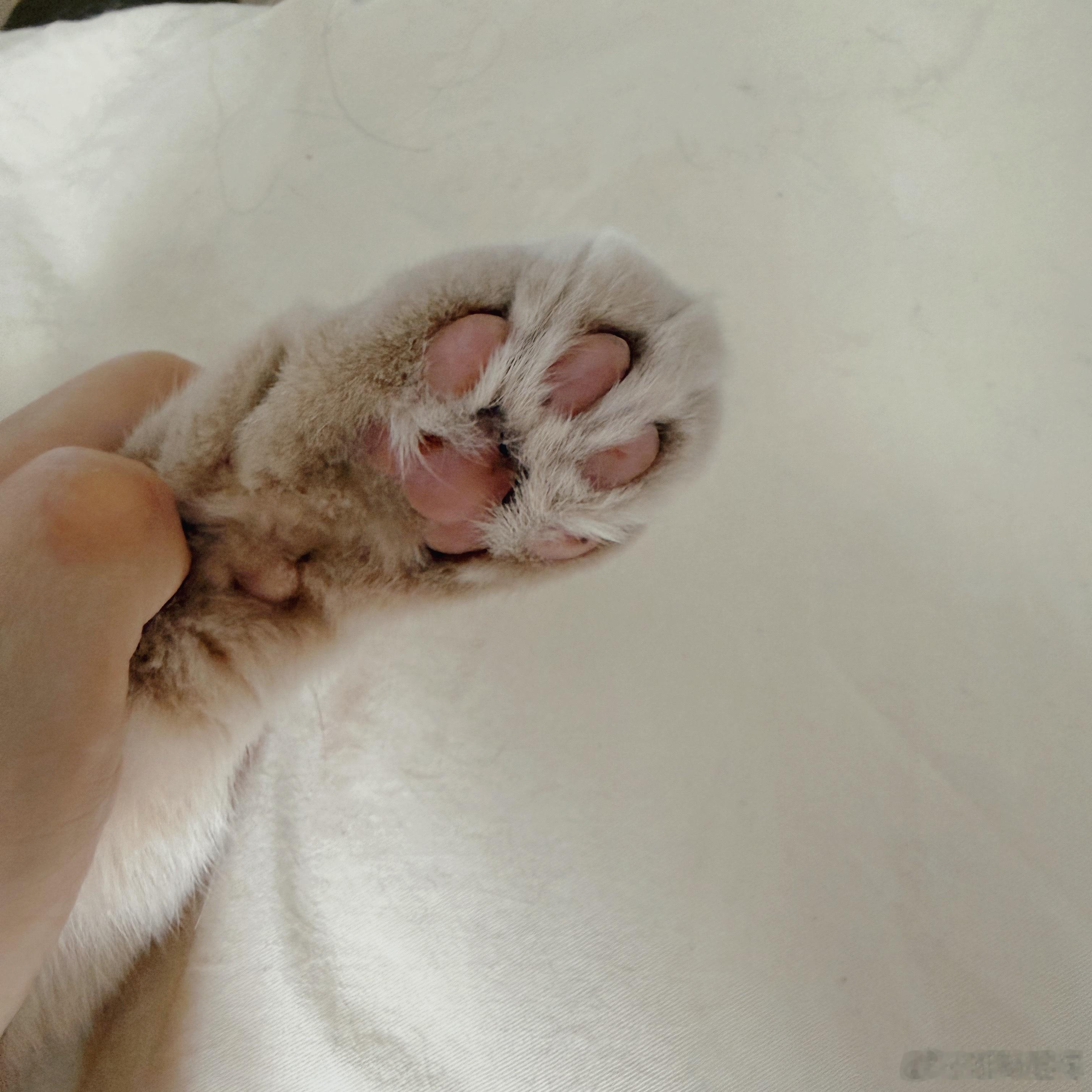 给咪看看手相 