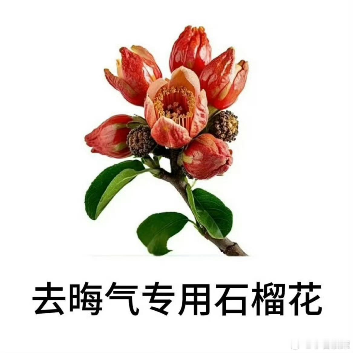 分享图片 