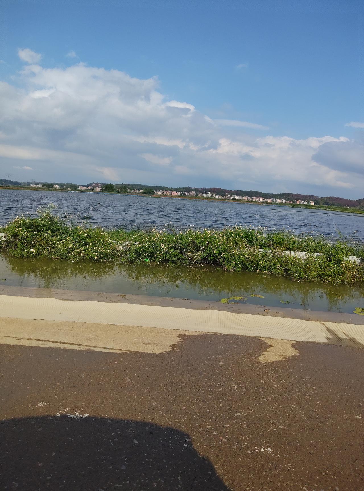 刚被雨水打湿的路面还带着潮气，眼前的湖水泛着细碎的波光，岸边长着些不知名的小花，