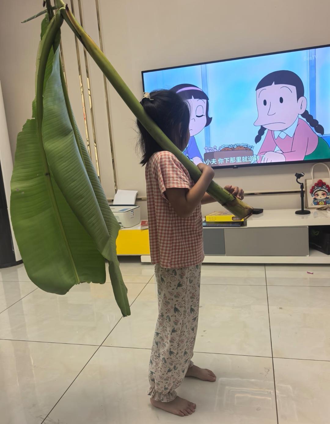 幼儿园开学要带树叶签到，我家宝贝直接扛回来一片超大芭蕉叶！别的小朋友都是小小的树