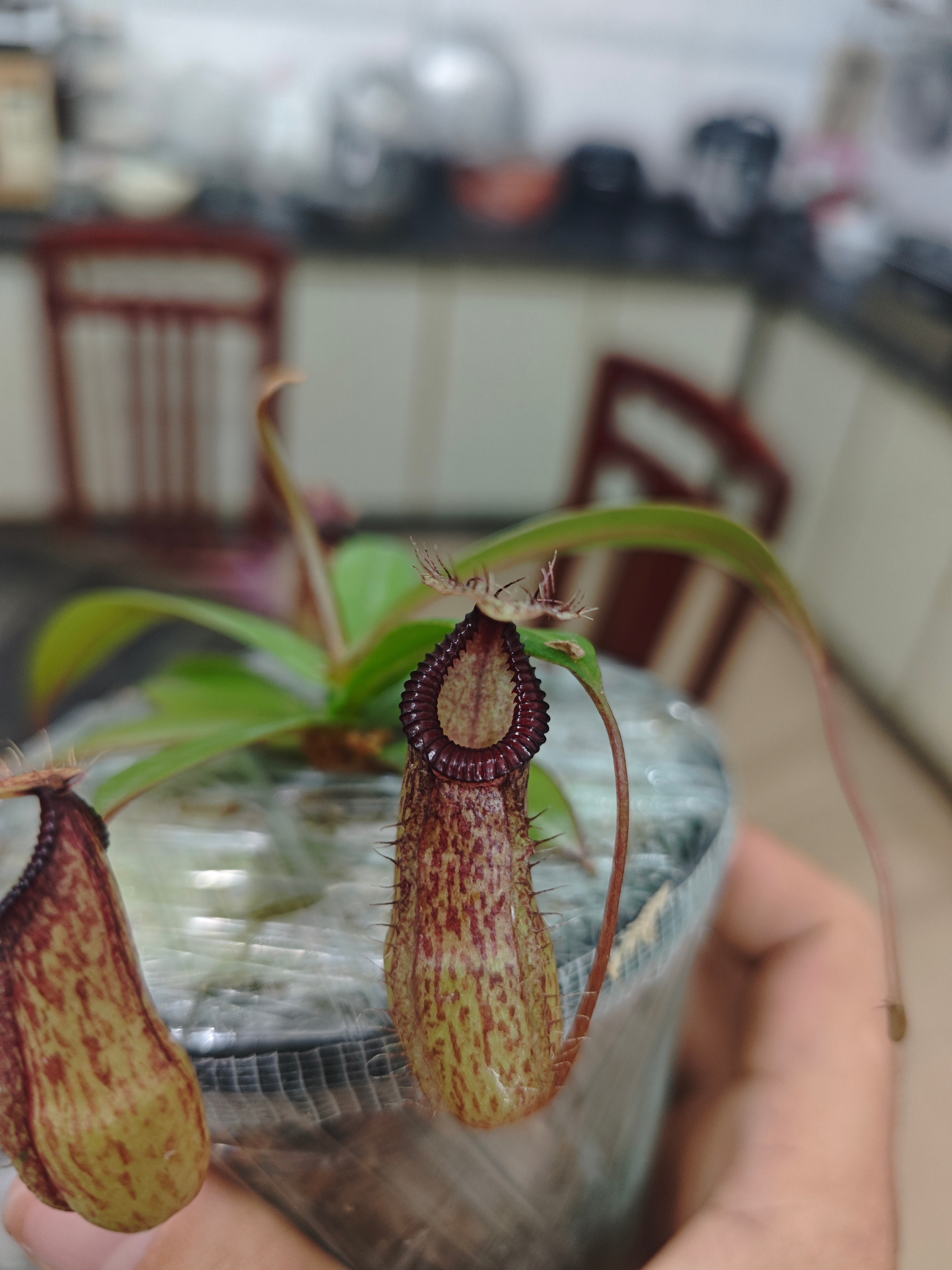 新来的猪笼草：布凯钩唇猪笼草，之前那颗不慎死掉了一直念念不忘。 ​​​