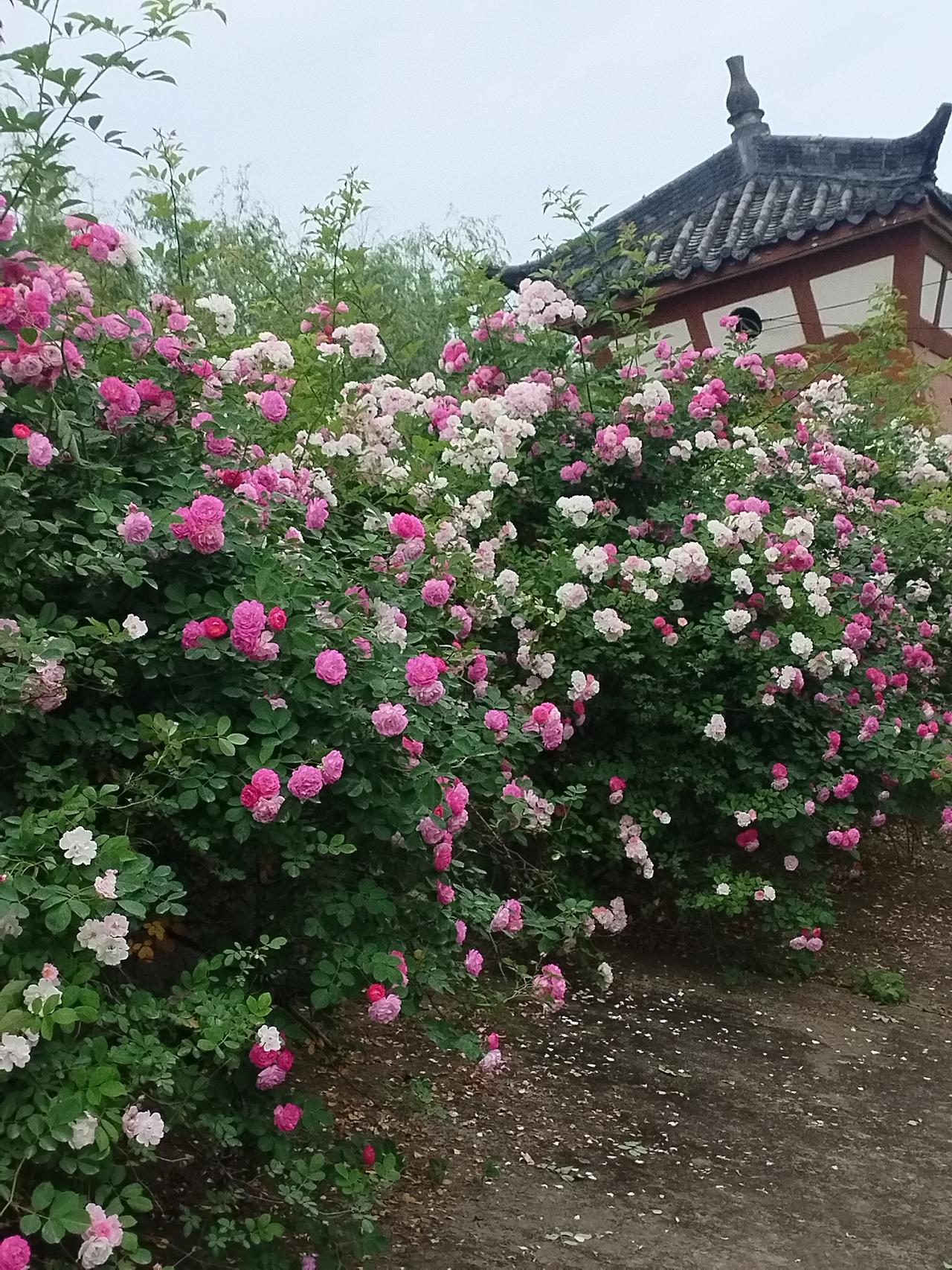 下联，请雅对

上联是“山青水净”，意境清新自然，描绘了青翠的山和干净的水，给人