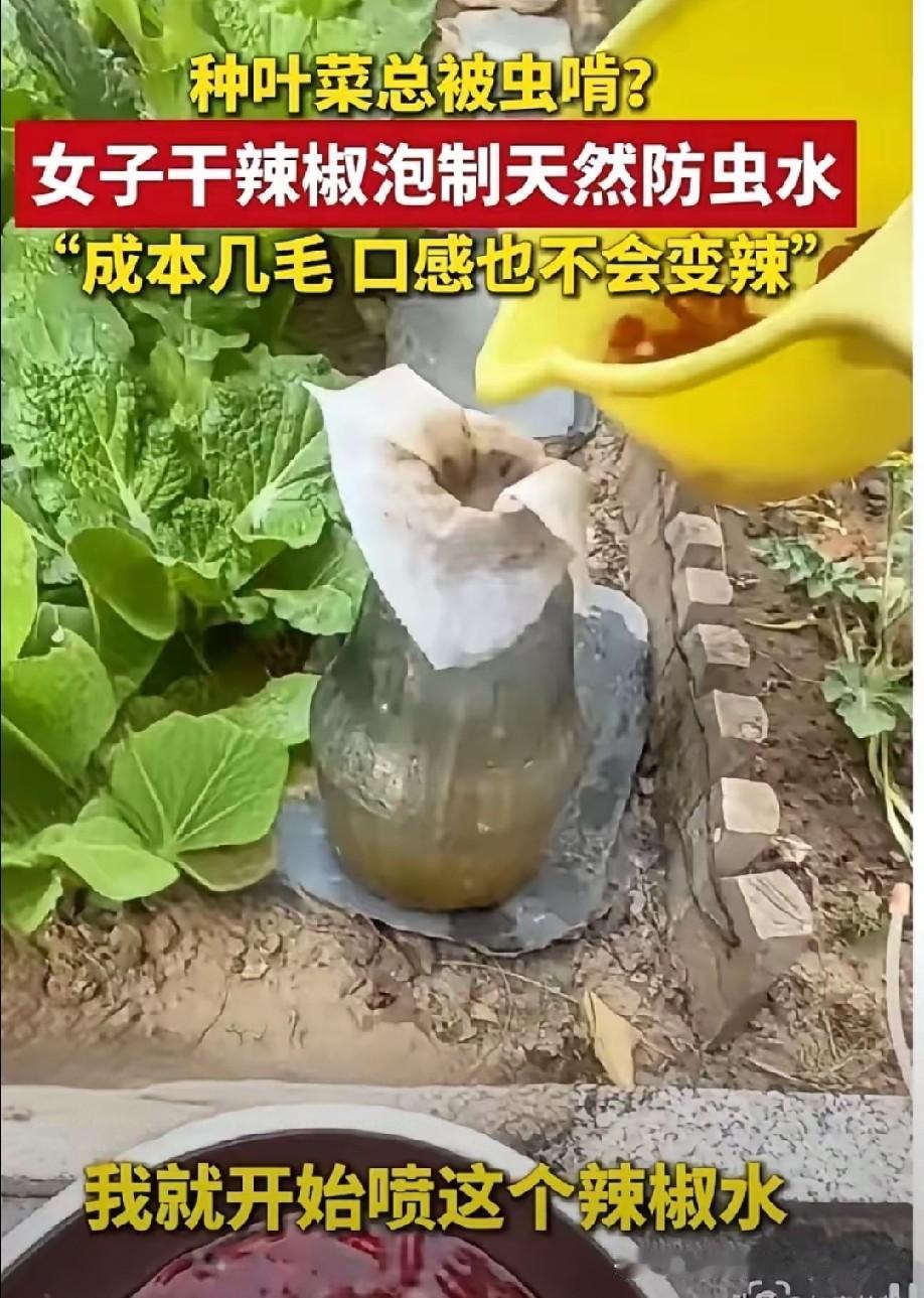 高手在民间！石家庄大姐一招土办法，种菜零虫害，专家都点赞
 
生活小妙招 民间智