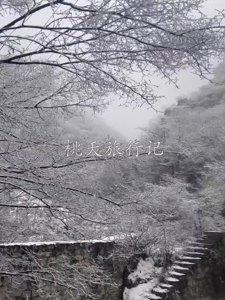 桃天旅行记：西安秦岭。
春天第一场雪。