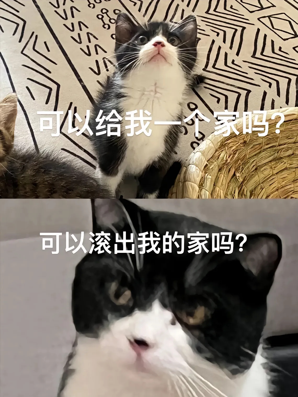 奶牛猫两年的蜕变。#奶牛猫 #奶牛猫受害者联盟 #家有奶牛猫 # ​​​