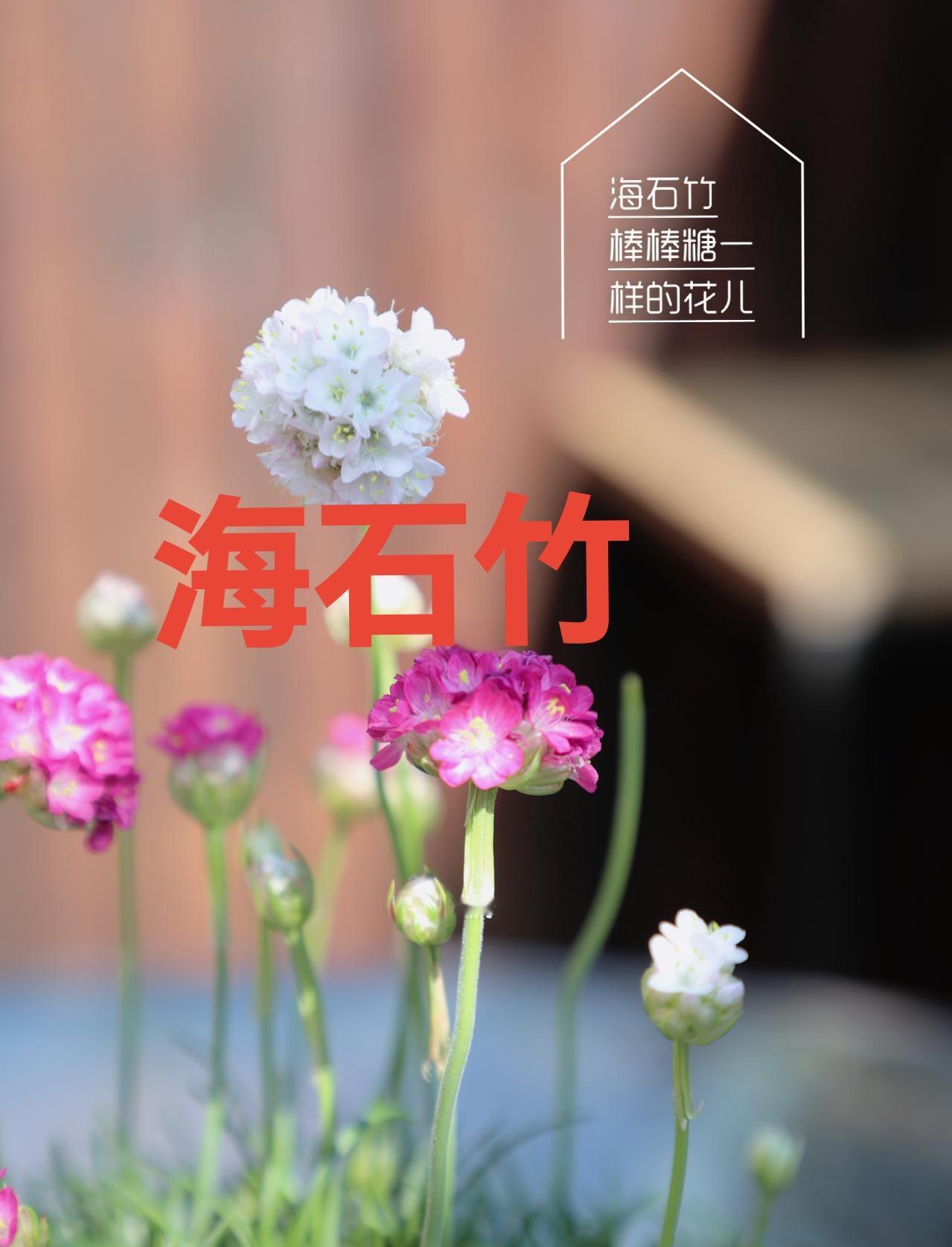 在必胜客喝着下午茶，嘴巴里叫嚷着蹩脚的英语，手里拿着最新的苹果17手机然后去奥乐