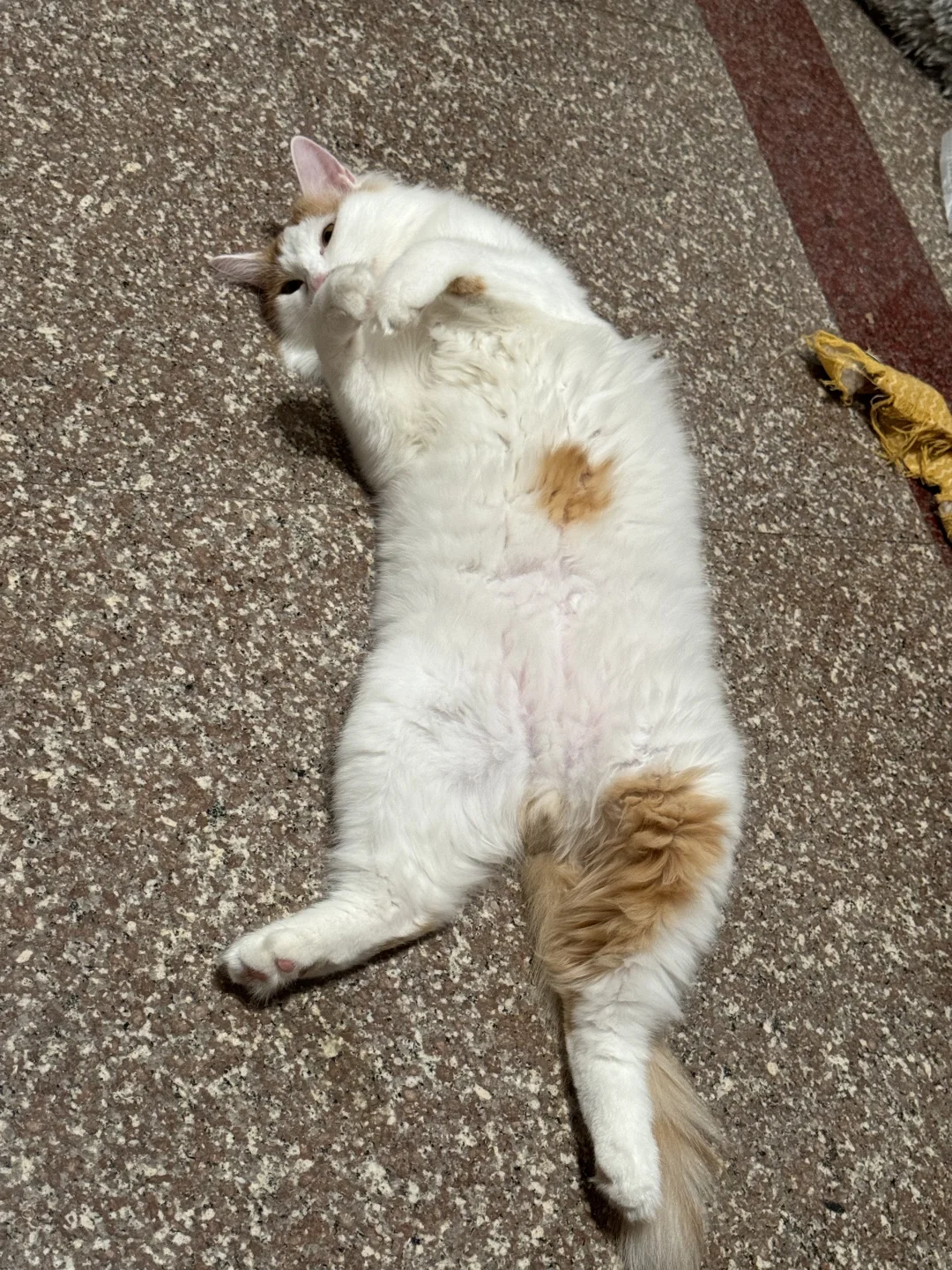 小烧猫每天都变着法勾引我