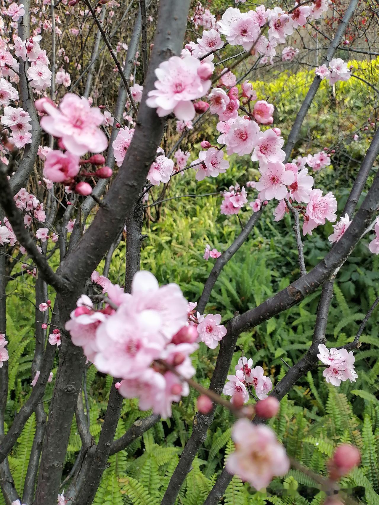 晒一张相册里的花