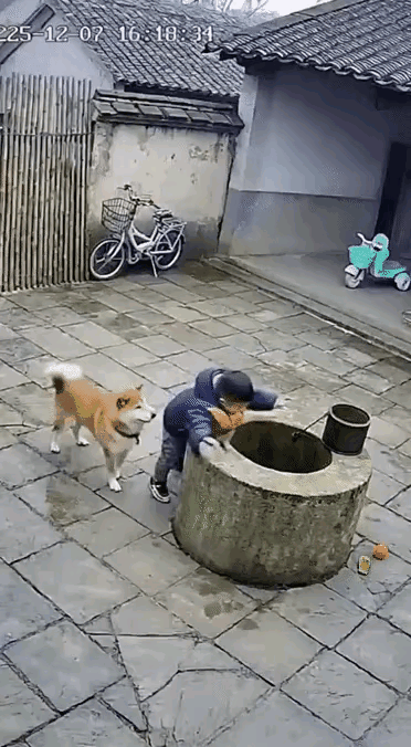 画面中这个孩子，真是不辛中的万辛，多亏了这条狗狗，主人对它不薄，它也知道感恩，对