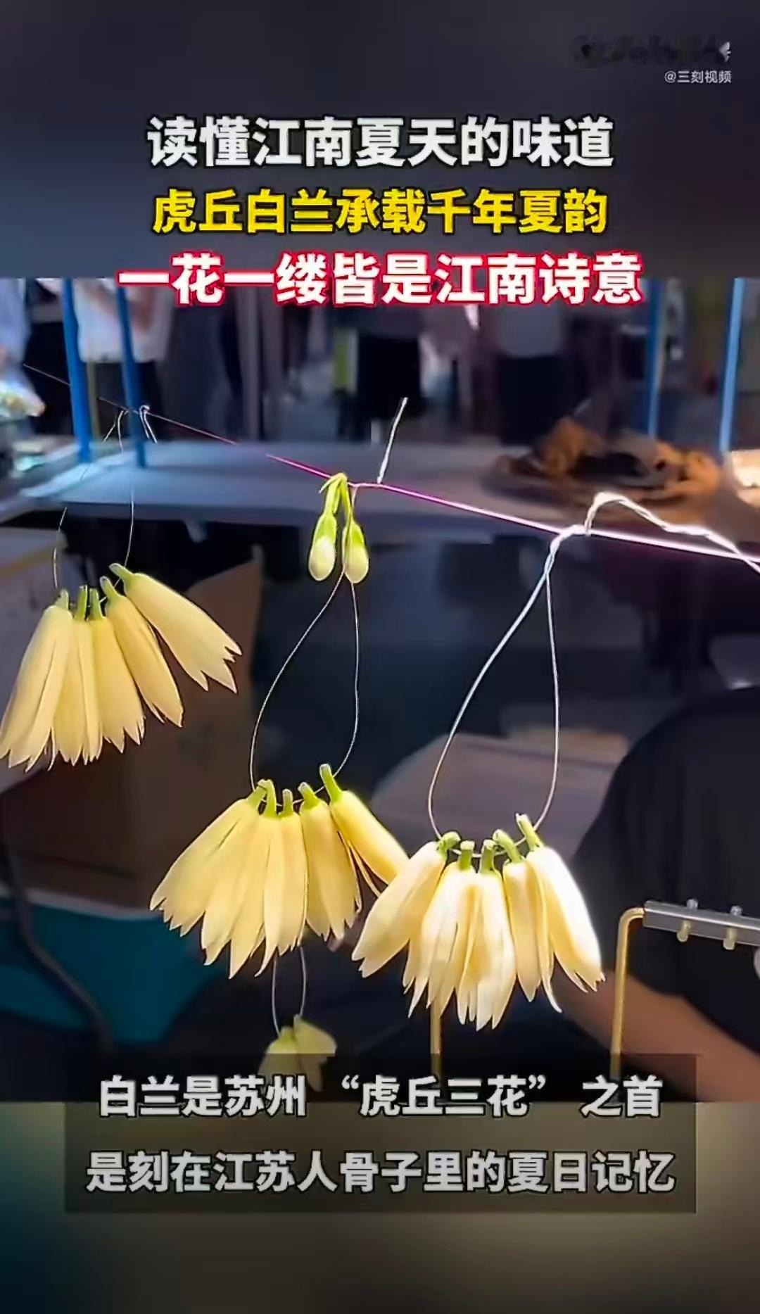 江苏的夏日浪漫是阿婆篮子里的白兰花吴侬软语伴着淡淡花香，阿婆竹篮里的白兰花，是江