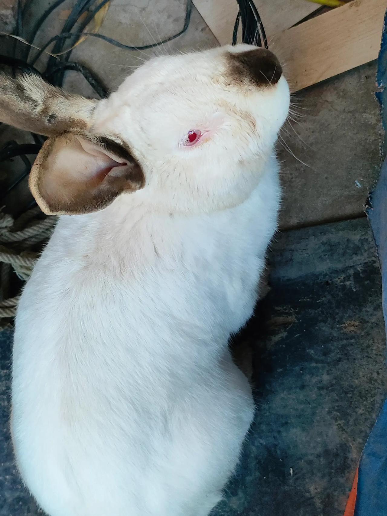 它叫米乐，大的叫乐乐，养它们一天挺开心的，另外不养了一只兔子//@府南河晚风:小