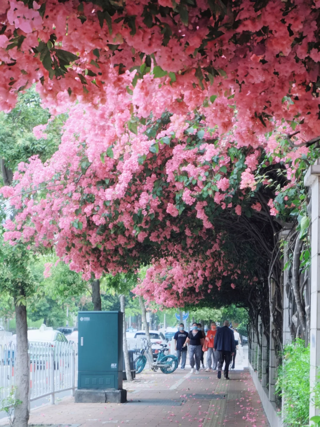 可惜你没来广州，不知道满街的春天有多美…🌸