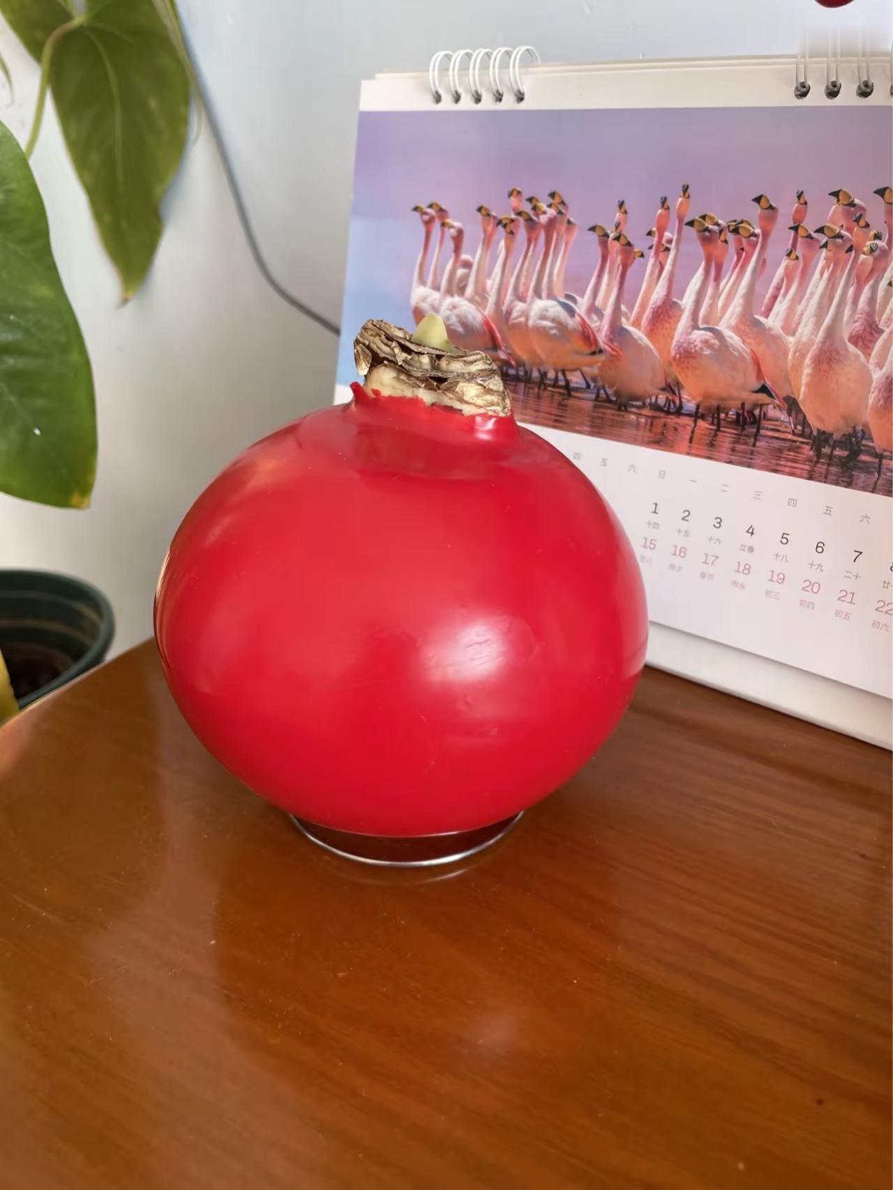 期待朱顶红开花。朱顶红蜡球朱顶红 超大球朱顶红 期待开花🪷