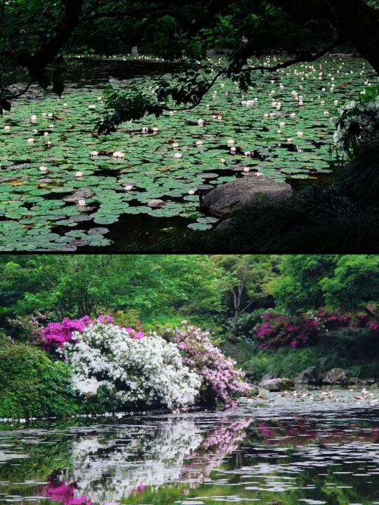 实拍杭州植物园睡莲已盛开，美成莫奈花园