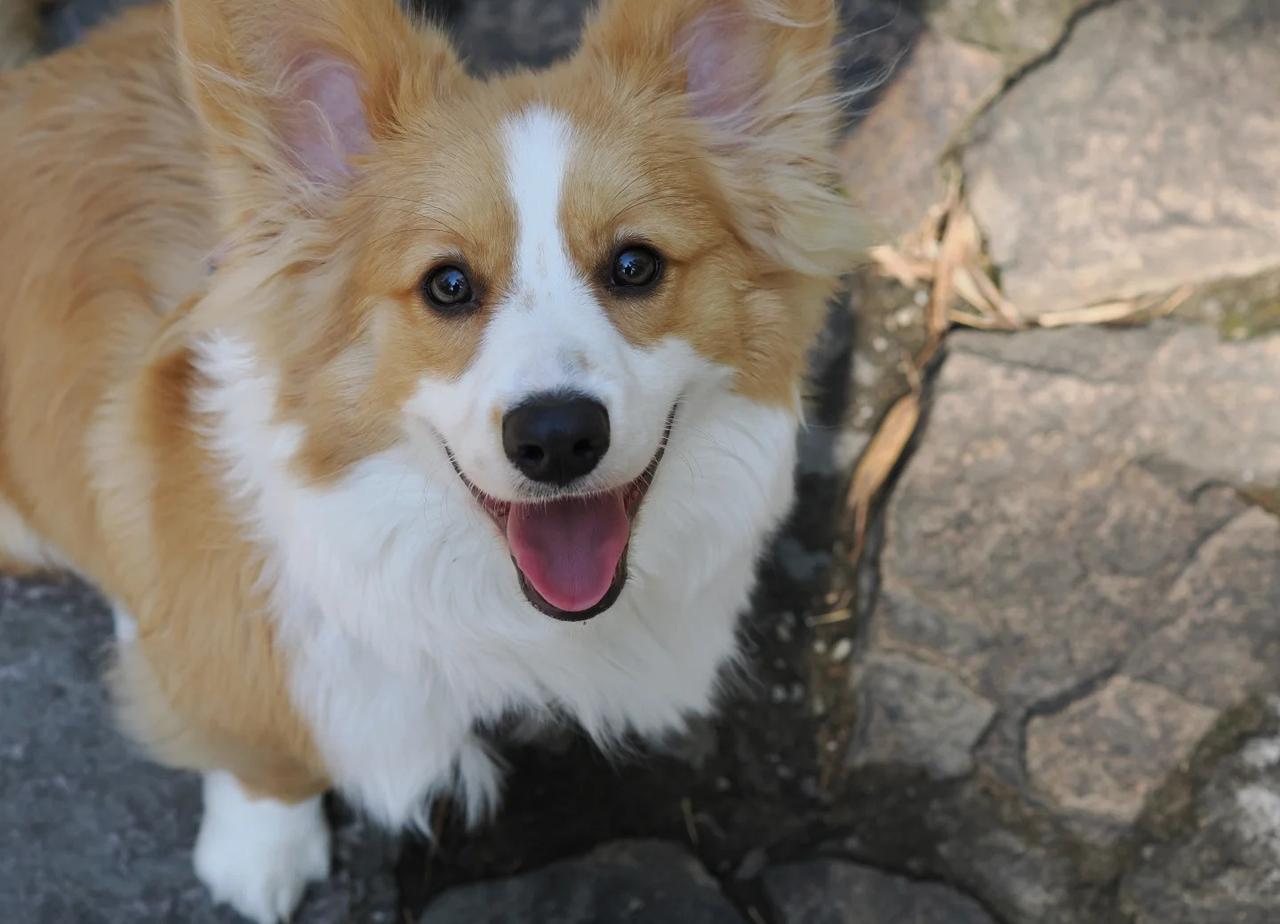 周末遛狗好去处
黄公望隐居地，周末人比较少，不要门票，上下山有观光车，走路单程大
