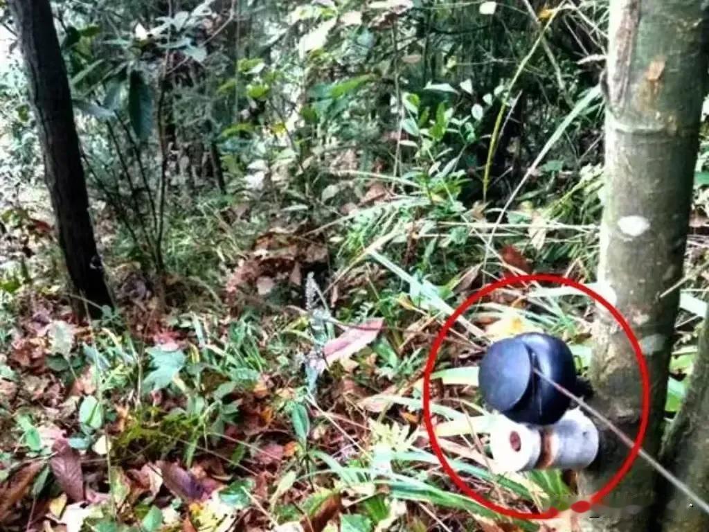 湖北教师遭捕兽电网电击身亡。12 月 9 号晚， 51 岁的教师陈勇正准备和妻子