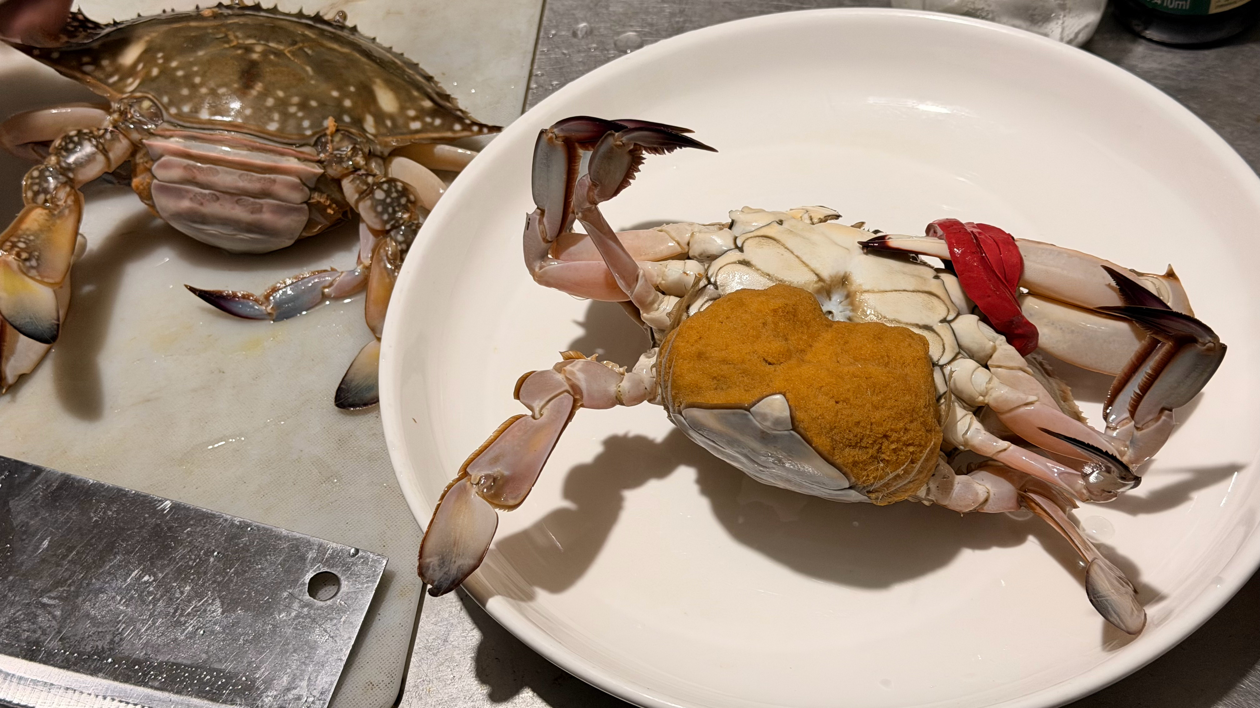 两个拳头👊🏻👊🏻那么大🍻🍻🍻🍻…… 龙港