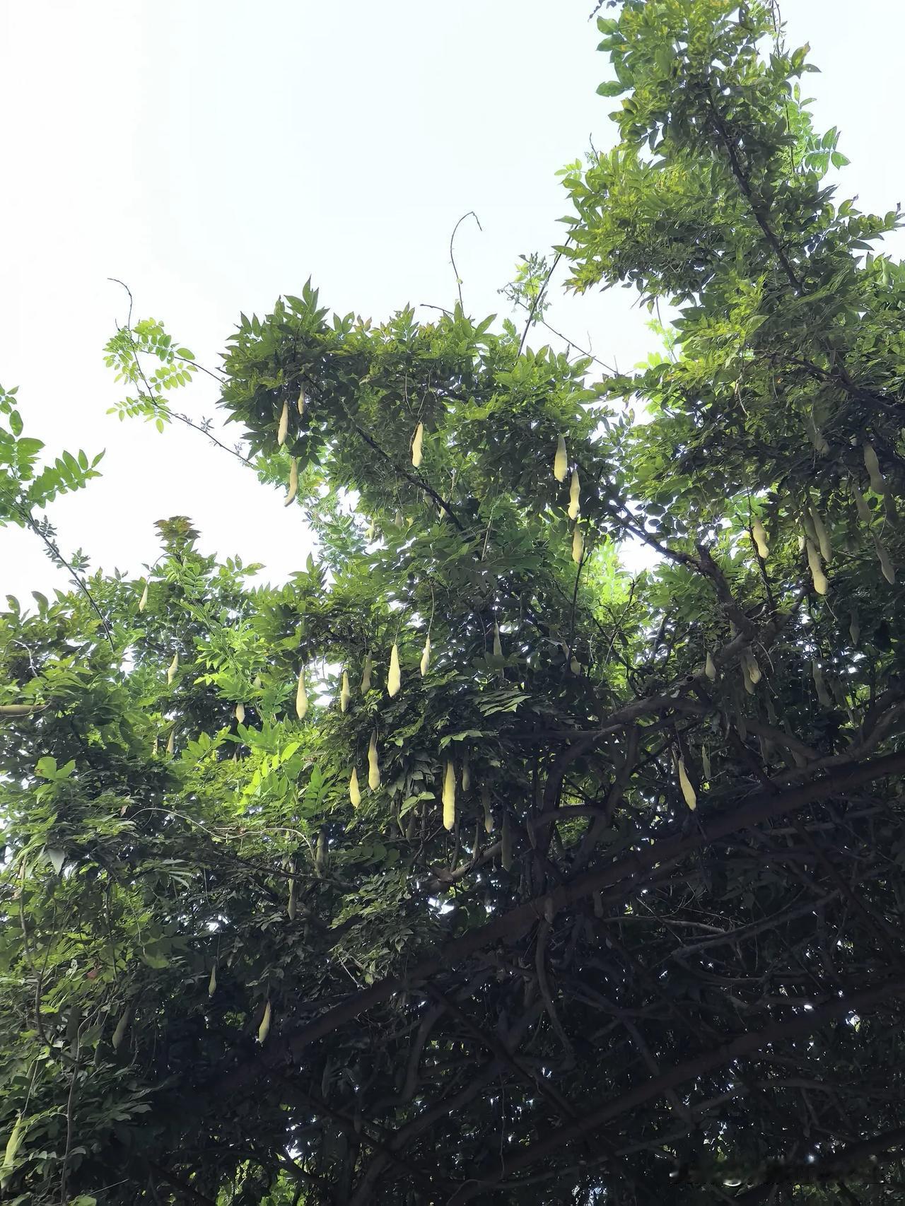 花博公园里的紫藤结了荚，淡绿色中透着一点晶莹，一个个小巧玲珑，挂在空中随风摇曳。