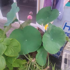 矮子山下那家人