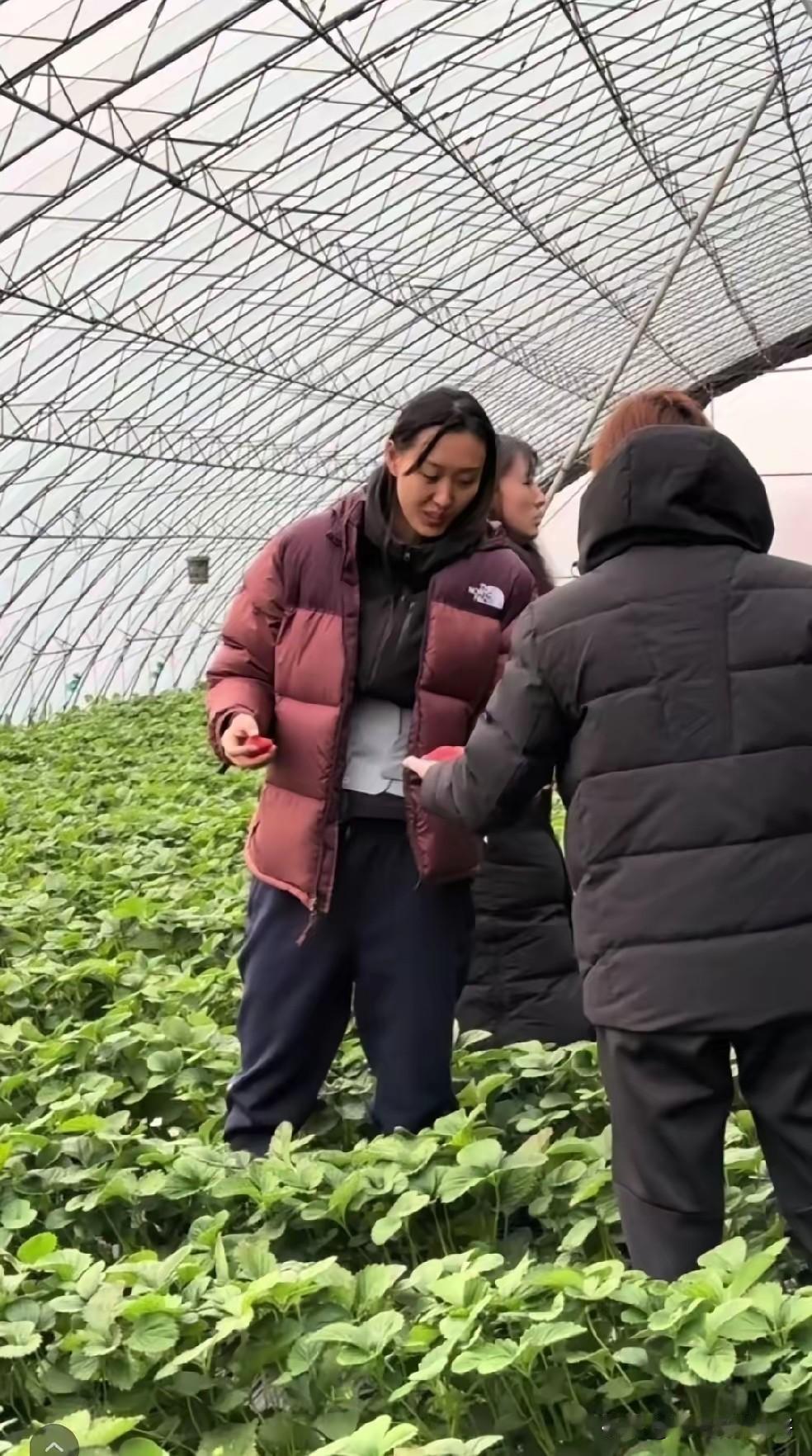 笑不活了！山东女排组团薅辽宁赞助商的草莓，首战打旧主这剧情太秀
 
女排超联首轮