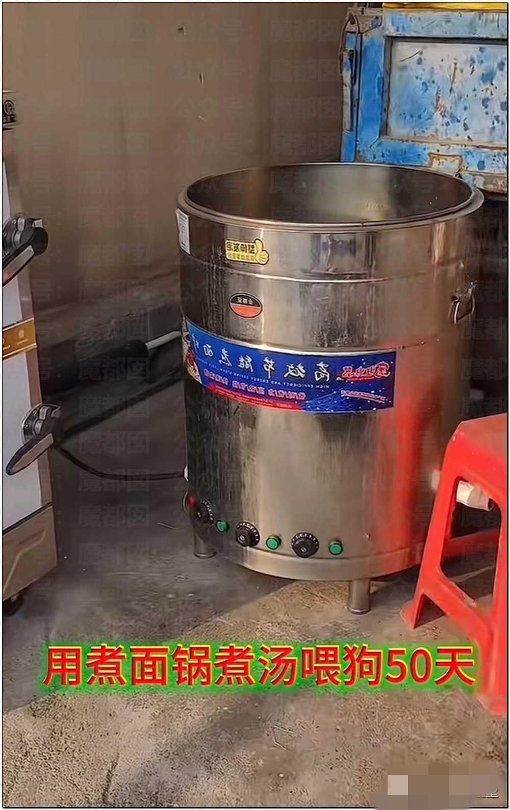 80多只流浪狗集体中毒，4只死了。元凶竟是一口锅。安徽一个流浪狗救助基地，狗狗们