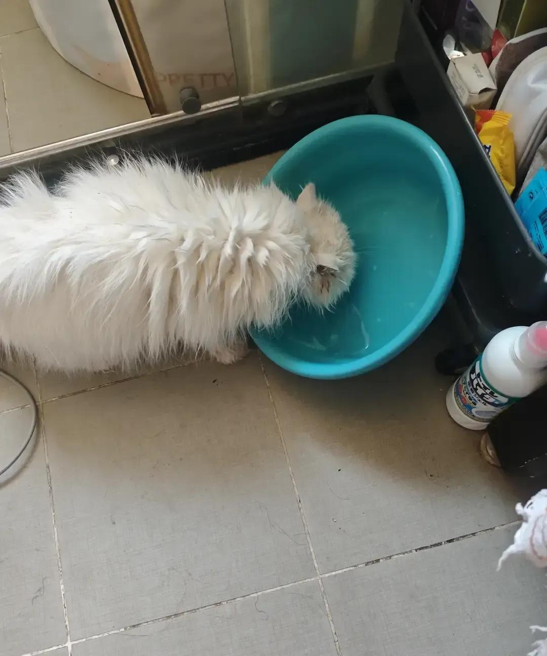 保洁阿姨周六擦地时看见那只白猫瘫在角落，鼻子干成粉笔头。
她拿手机录自己换水擦毛