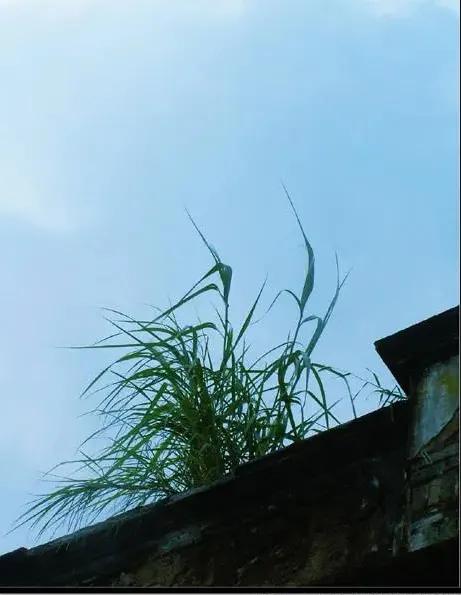 上联：随风而倒墙头草；
下联：？？？